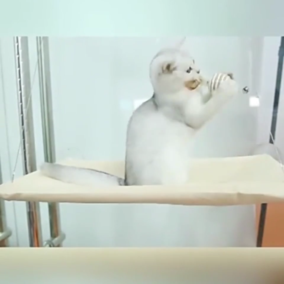 Window mounted cat perch