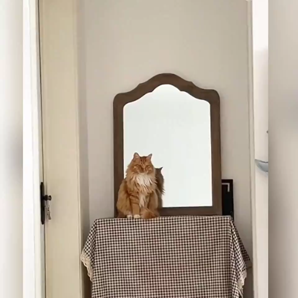 Suction cup cat hammock